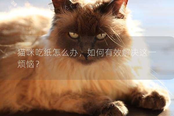猫咪吃纸怎么办，如何有效解决这一烦恼？