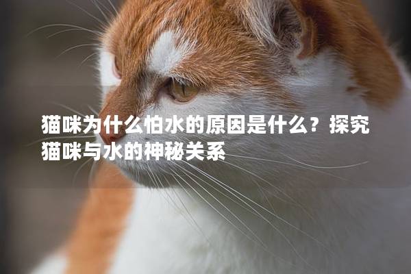 猫咪为什么怕水的原因是什么？探究猫咪与水的神秘关系