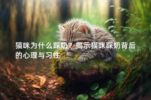 猫咪为什么踩奶？揭示猫咪踩奶背后的心理与习性