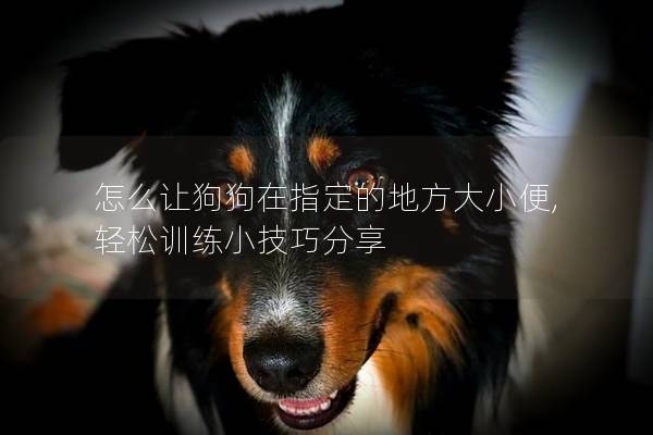怎么让狗狗在指定的地方大小便, 轻松训练小技巧分享