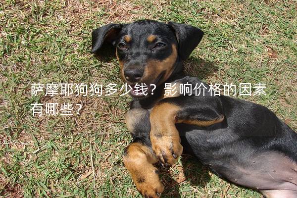 萨摩耶狗狗多少钱？影响价格的因素有哪些？