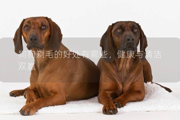狗狗剃毛的好处有哪些，健康与清洁双赢