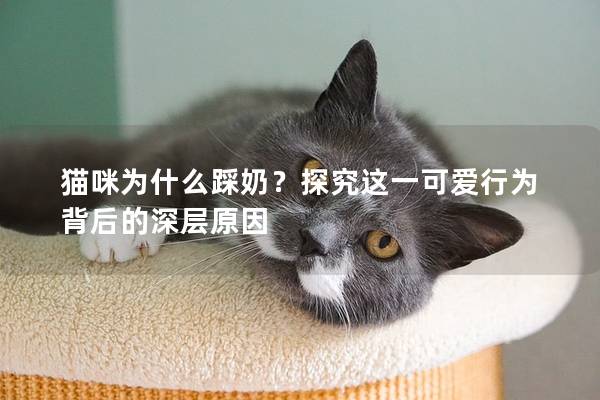 猫咪为什么踩奶？探究这一可爱行为背后的深层原因