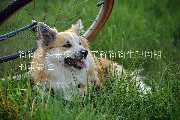 狗狗月经来多久？了解狗狗生理周期的重要性
