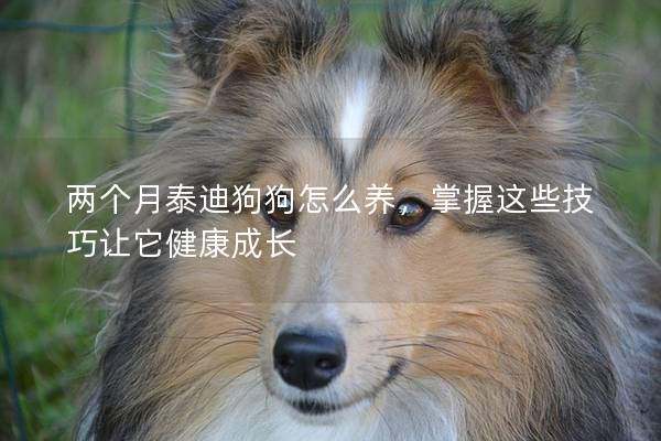 两个月泰迪狗狗怎么养，掌握这些技巧让它健康成长