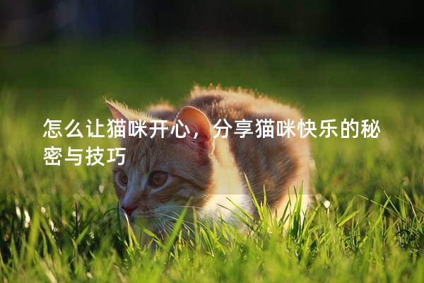 怎么让猫咪开心，分享猫咪快乐的秘密与技巧