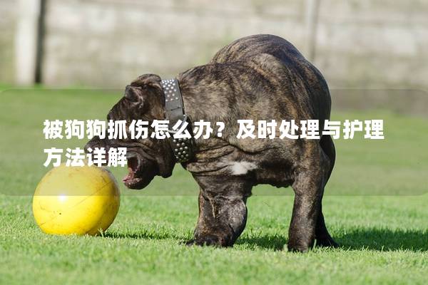 被狗狗抓伤怎么办？及时处理与护理方法详解