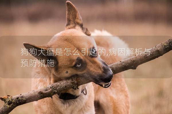 狗狗犬瘟是怎么引起的,病因解析与预防措施