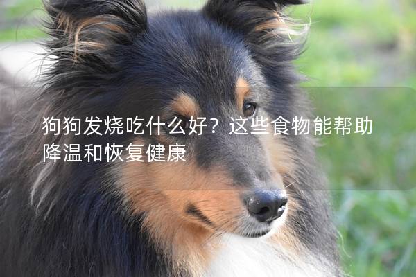 狗狗发烧吃什么好？这些食物能帮助降温和恢复健康
