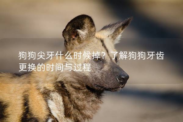 狗狗尖牙什么时候掉？了解狗狗牙齿更换的时间与过程