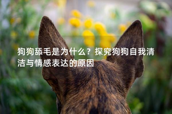 狗狗舔毛是为什么？探究狗狗自我清洁与情感表达的原因