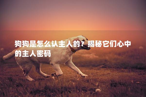 狗狗是怎么认主人的？揭秘它们心中的主人密码