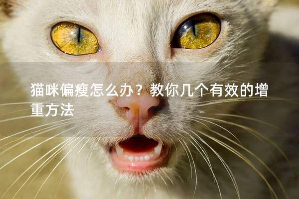猫咪偏瘦怎么办？教你几个有效的增重方法
