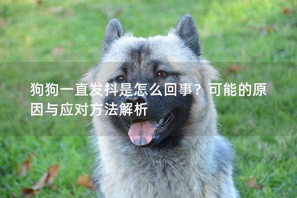 狗狗一直发抖是怎么回事？可能的原因与应对方法解析