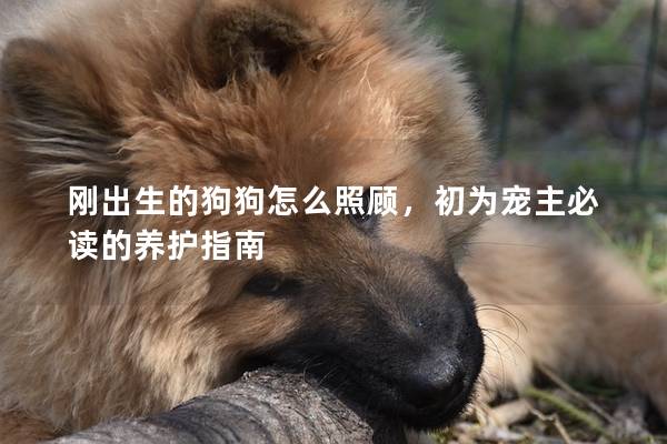 刚出生的狗狗怎么照顾，初为宠主必读的养护指南