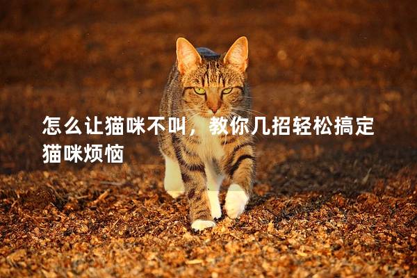 怎么让猫咪不叫，教你几招轻松搞定猫咪烦恼