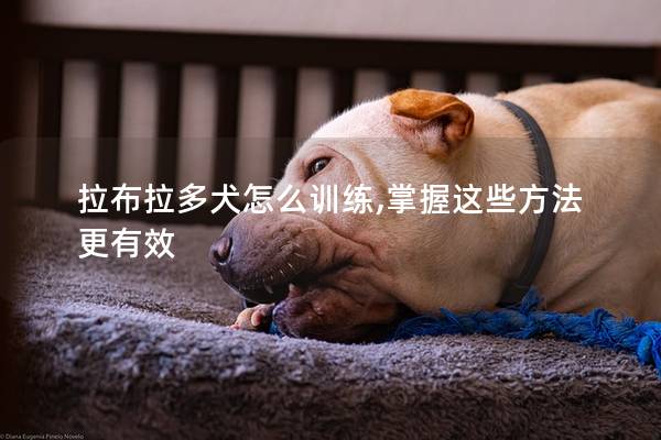 拉布拉多犬怎么训练,掌握这些方法更有效