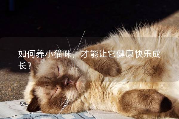 如何养小猫咪，才能让它健康快乐成长？