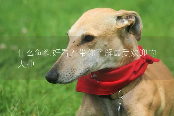 什么狗狗好看？带你了解最受欢迎的犬种