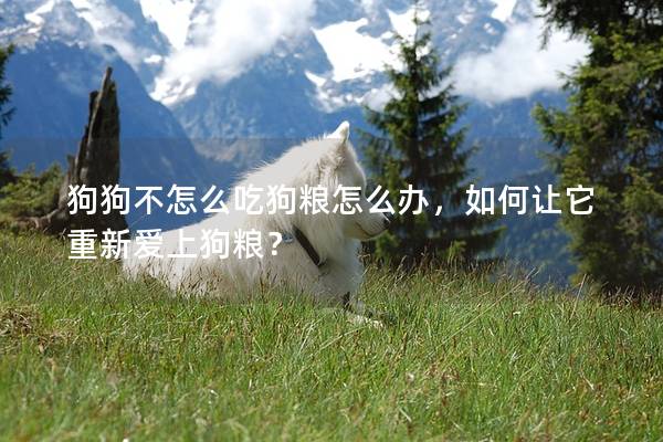 狗狗不怎么吃狗粮怎么办，如何让它重新爱上狗粮？