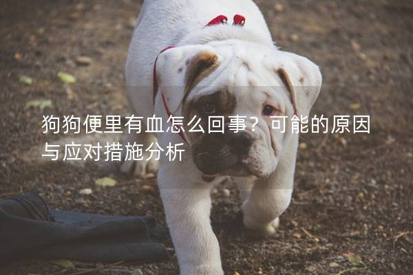 狗狗便里有血怎么回事？可能的原因与应对措施分析