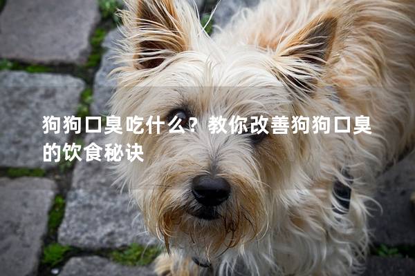 狗狗口臭吃什么？教你改善狗狗口臭的饮食秘诀
