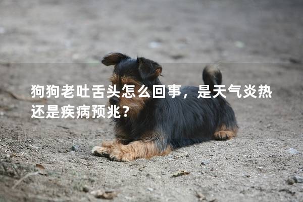 狗狗老吐舌头怎么回事，是天气炎热还是疾病预兆？
