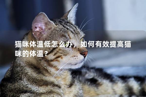 猫咪体温低怎么办，如何有效提高猫咪的体温？