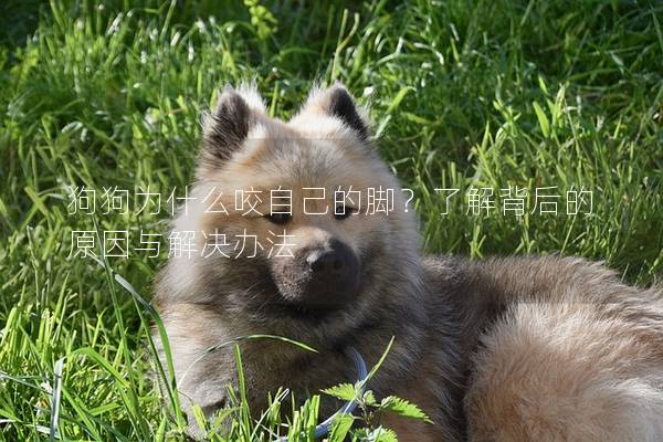 狗狗为什么咬自己的脚？了解背后的原因与解决办法