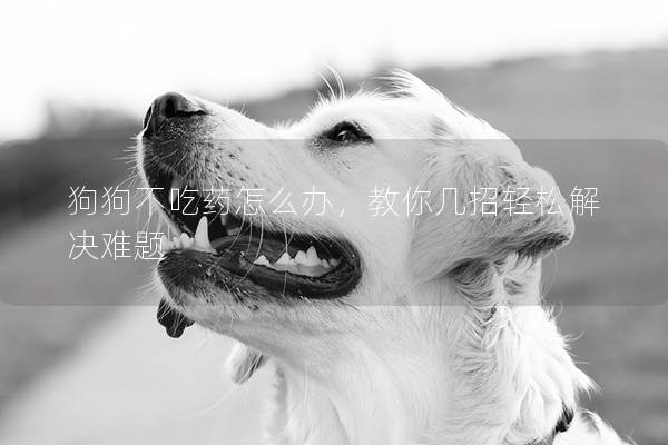 狗狗不吃药怎么办，教你几招轻松解决难题