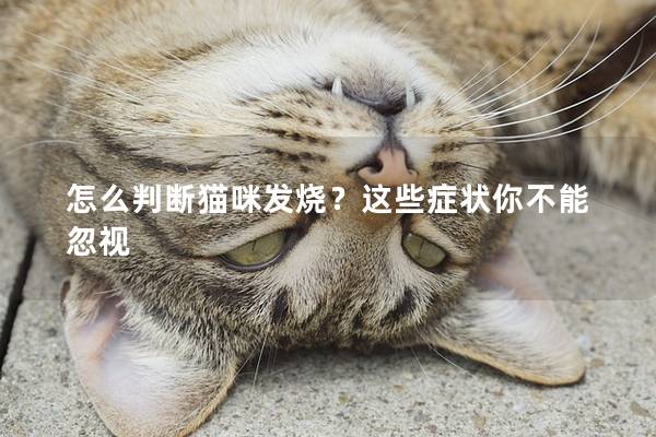 怎么判断猫咪发烧？这些症状你不能忽视