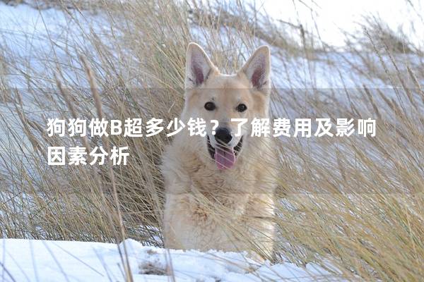 狗狗做B超多少钱？了解费用及影响因素分析