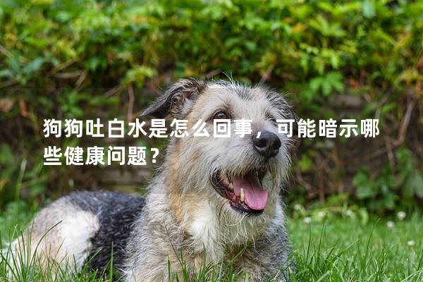 狗狗吐白水是怎么回事，可能暗示哪些健康问题？