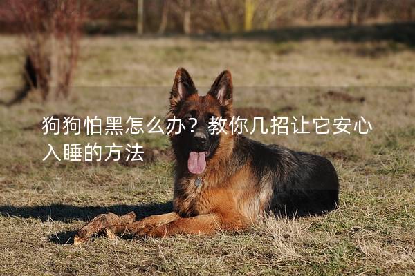 狗狗怕黑怎么办？教你几招让它安心入睡的方法