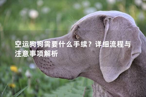 空运狗狗需要什么手续？详细流程与注意事项解析
