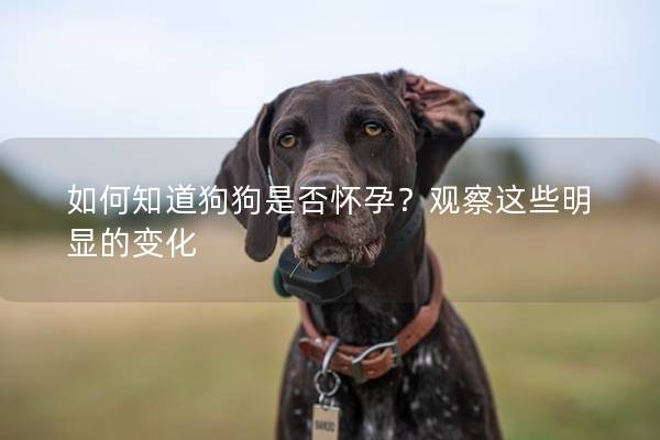 如何知道狗狗是否怀孕？观察这些明显的变化
