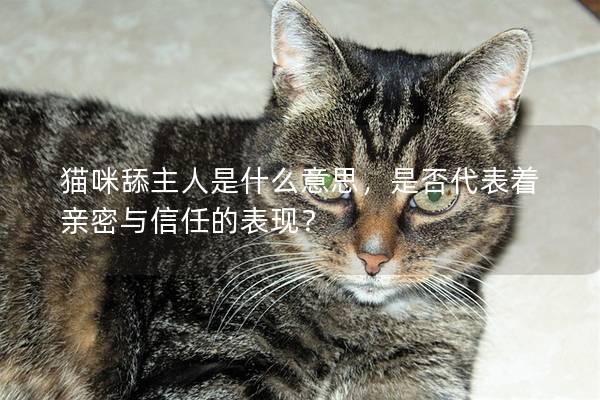 猫咪舔主人是什么意思，是否代表着亲密与信任的表现？