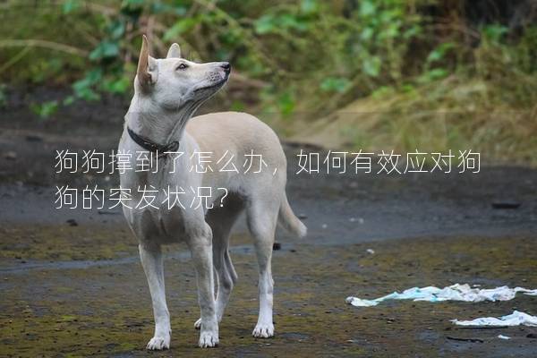 狗狗撑到了怎么办，如何有效应对狗狗的突发状况？