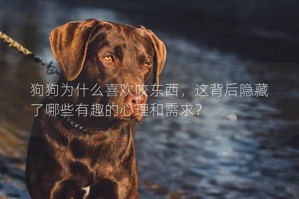 狗狗为什么喜欢咬东西，这背后隐藏了哪些有趣的心理和需求？