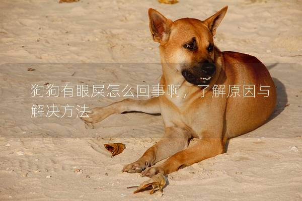 狗狗有眼屎怎么回事啊，了解原因与解决方法