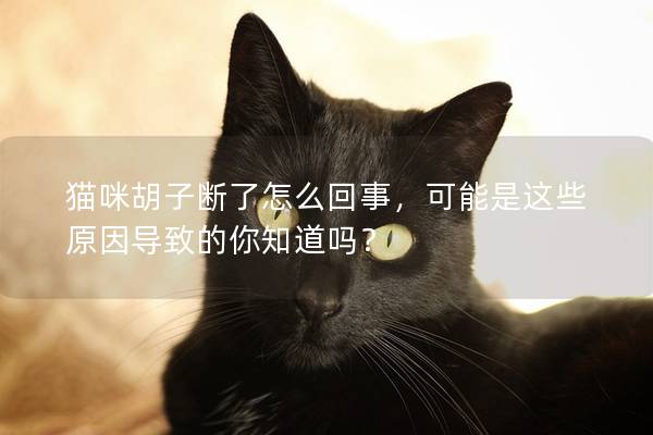 猫咪胡子断了怎么回事，可能是这些原因导致的你知道吗？