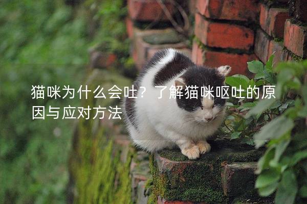 猫咪为什么会吐？了解猫咪呕吐的原因与应对方法