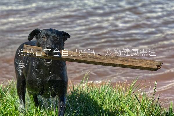 狗感冒了会自己好吗，宠物健康需注意