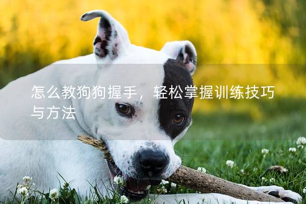 怎么教狗狗握手，轻松掌握训练技巧与方法