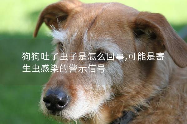 狗狗吐了虫子是怎么回事,可能是寄生虫感染的警示信号
