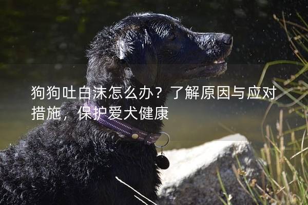 狗狗吐白沫怎么办？了解原因与应对措施，保护爱犬健康