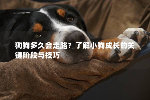 狗狗多久会走路？了解小狗成长的关键阶段与技巧