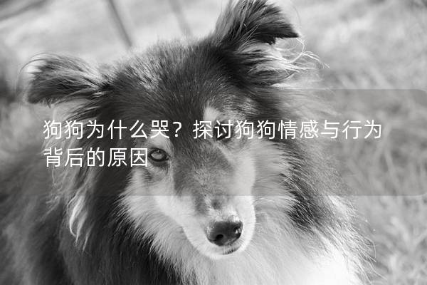 狗狗为什么哭？探讨狗狗情感与行为背后的原因