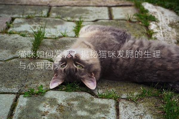 猫咪如何发腮？揭秘猫咪发腮的生理与心理因素