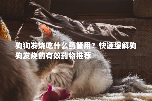 狗狗发烧吃什么药管用？快速缓解狗狗发烧的有效药物推荐